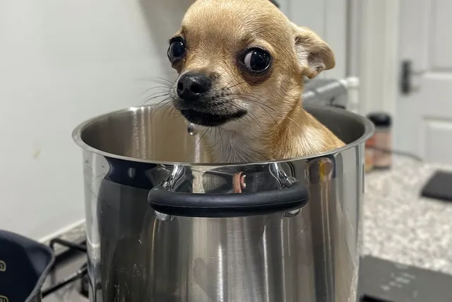 Fred Is Broken: Tales of a Strange Little Dog (With Video)