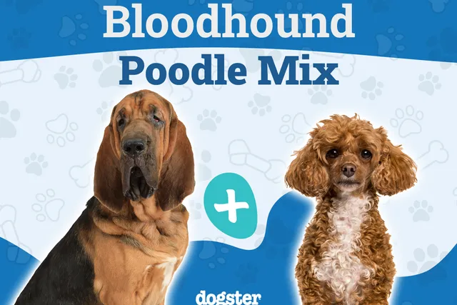 Bloodhound Poodle Mix Breed: Info, Pictures, Care & More