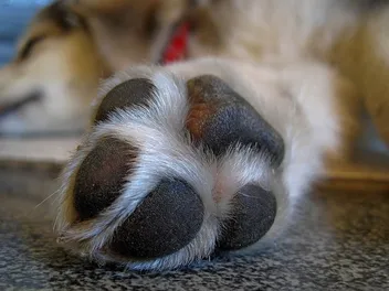 10 Fascinating Facts About Your Dog’s Paws