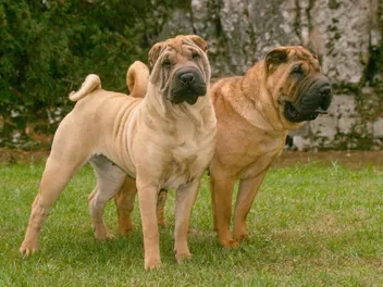 How Much Do Shar Peis Shed? Grooming Needs & FAQ