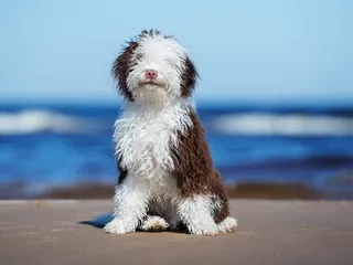 Spanish Water Dog Breed: Info, Pictures, Origin & Care Guide