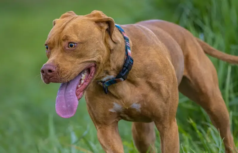 vizsla pitbull mix puppy dog with tongue out