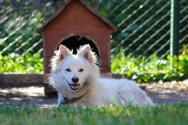 Does My Dog Need a Dog House? Vet-Verified Facts, Benefits & Tips