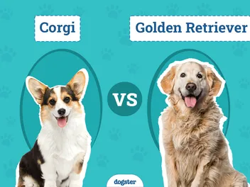 Corgi vs Golden Retriever: The Key Differences (With Pictures)