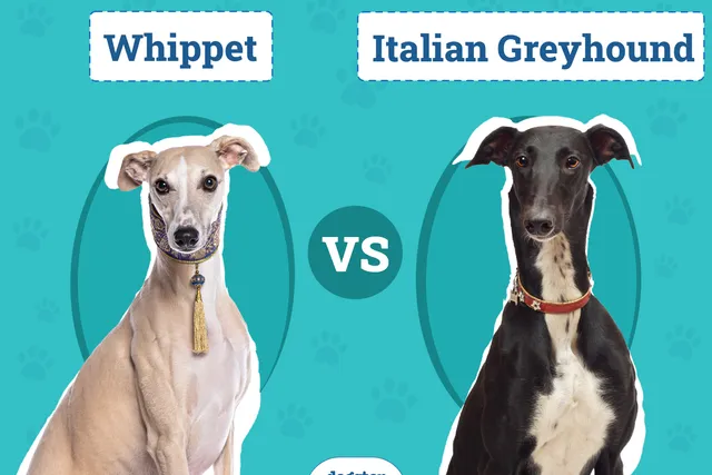 Whippet vs. Italian Greyhound: Vet-Verified Key Differences (With Info & Pictures)