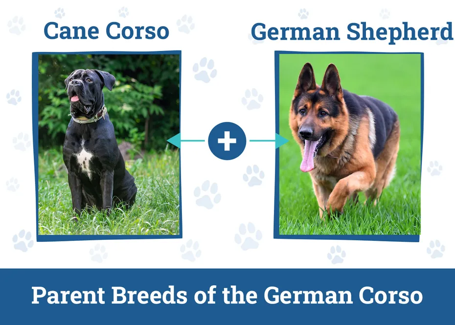 Parent Breeds of the German Corso