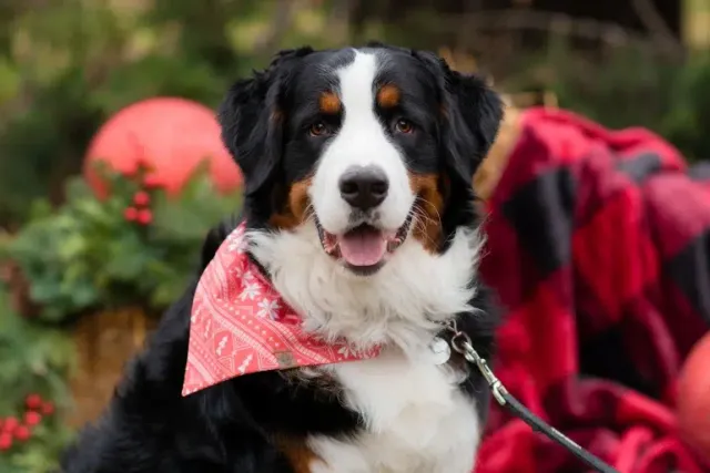 8 No-Sew Dog Bandana Ideas You Can Make Today