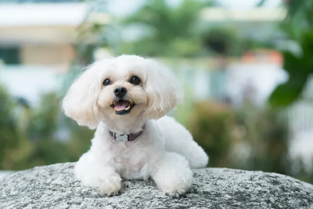 Shih-Poo (Shih Tzu & Poodle Mix): Info, Pictures, Care & More