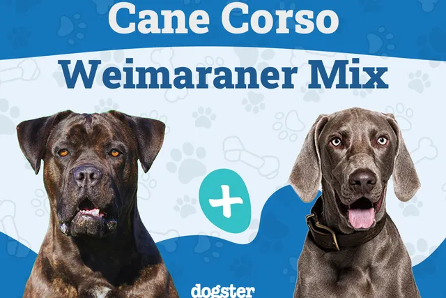 Cane Corso Weimaraner Mix: Info, Pictures, Care & More
