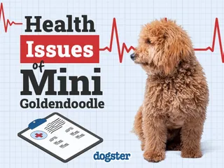 8 Mini Goldendoodle Health Issues: Signs & Care Tips