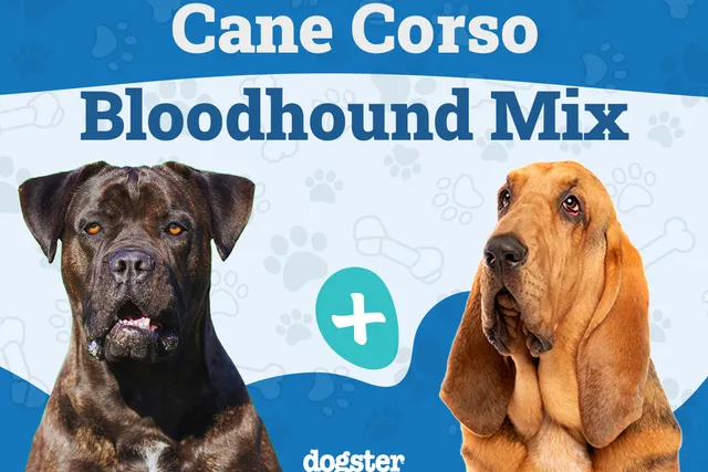 Cane Corso Bloodhound Mix: Info, Pictures, Care & More