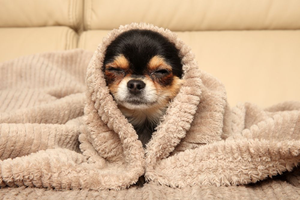 Chihuahua puppy dog lying under a blanket on the couch sleepy