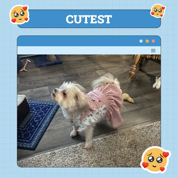 Dog Cute