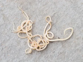 Why Is My Dog Throwing Up Worms: 3 Vet-Reviewed Reasons & What to Do
