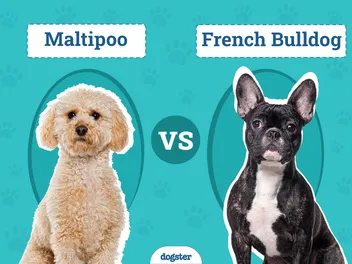 Maltipoo vs. French Bulldog: Vet-Reviewed Differences (With Pictures)