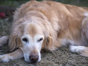How Old Is 16 in Dog Years? Vet-Approved Guide to Each Size of Dog