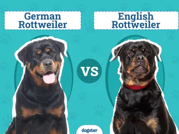 German vs American Rottweiler: The Key Differences (With Pictures)