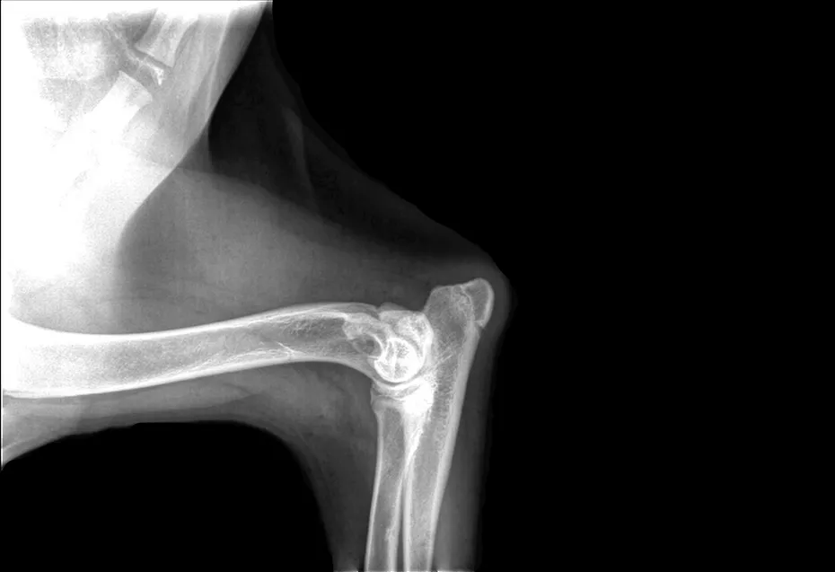 X-ray of dog elbow dysplasia