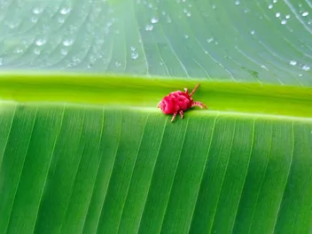 Can Dogs Get Chiggers? Vet-Verified Facts & FAQ