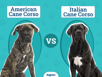 American Cane Corso vs Italian Cane Corso: How Are They Different? (With Pictures)