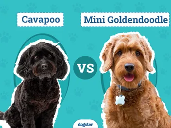Cavapoo vs Mini Goldendoodle: Differences Explained (With Pictures)