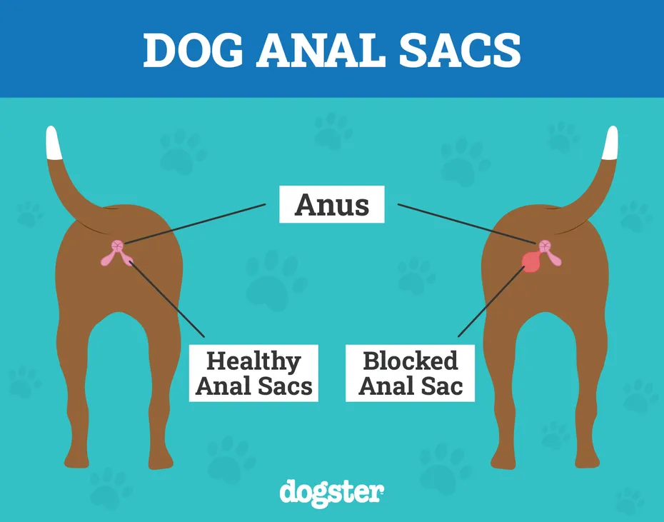 healthy vs blocked anal sacs glands