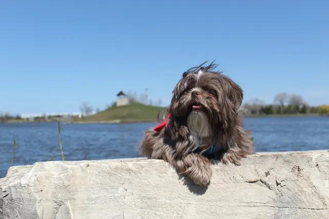 Chocolate (Brown) Shih Tzu: Info, Pictures, Origin & History