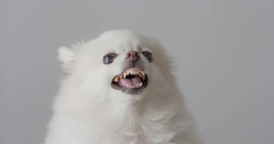 angry white pomeranian dog