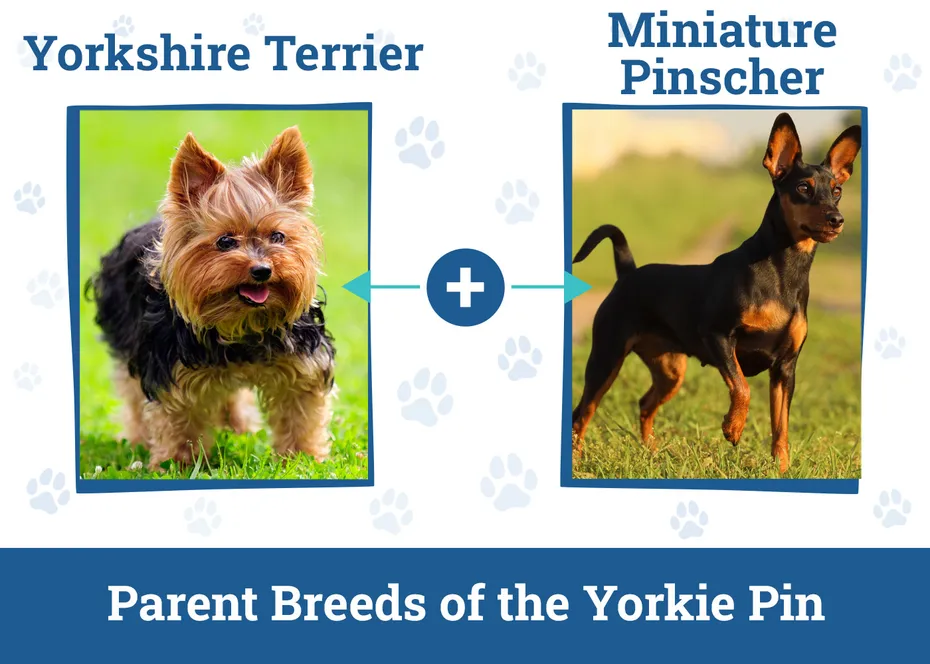 Parent Breeds of the Yorkie Pin