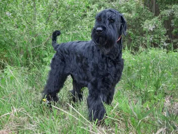 Black Russian Terrier: Dog Breed Info, Pictures, Care & Traits