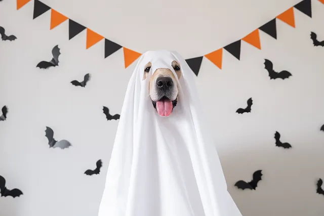 18 DIY Dog Halloween Costumes You Can Make at Home (With Pictures)