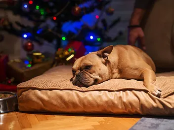 My Dog Ate Christmas Lights! What to Do & 10 Vet-Approved Safety Tips