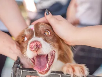 99 Funny Dog Jokes: A Mastiff List of Canine Humor