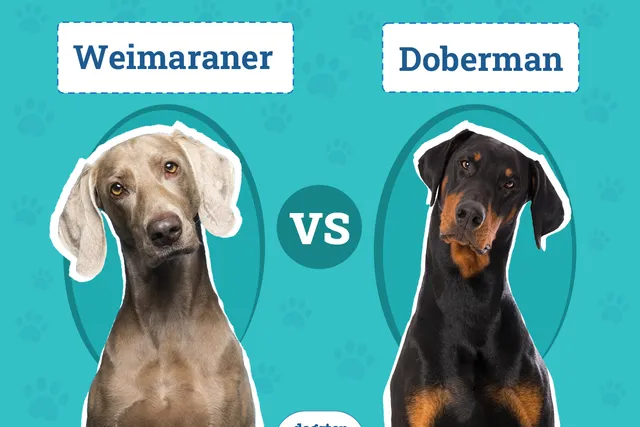 Weimaraner vs. Doberman: Key Differences (With Pictures)