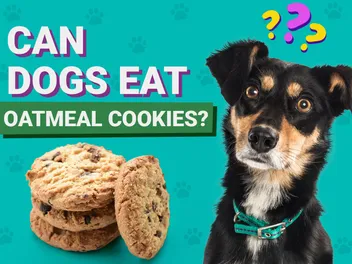 Can Dogs Eat Oatmeal Cookies? Vet-Verified Nutrition Facts & Info