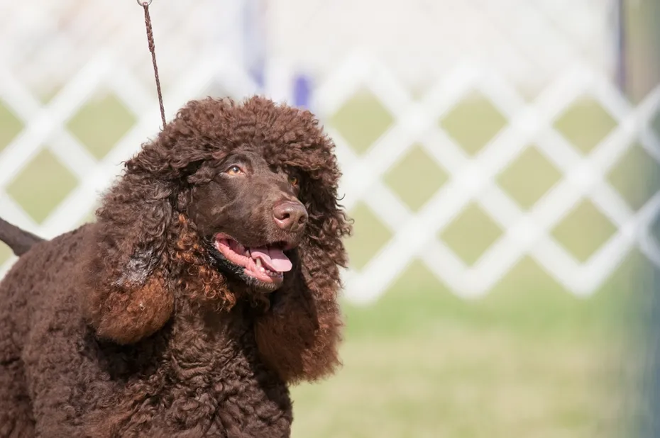 Irish Water Spaniel