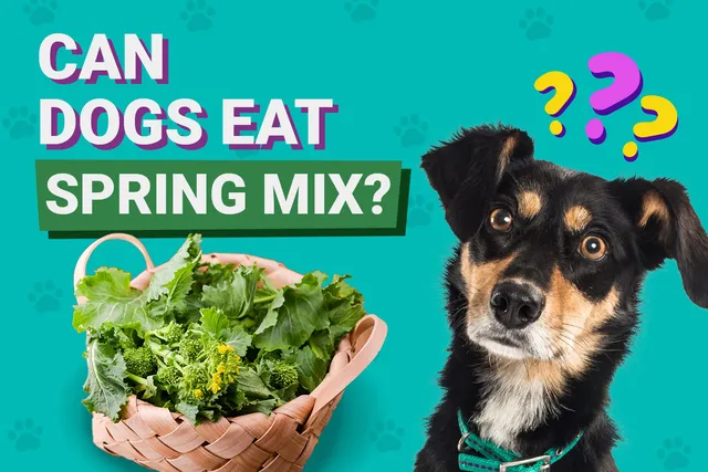 Can Dogs Eat Spring Mix? Vet-Approved Facts & FAQ