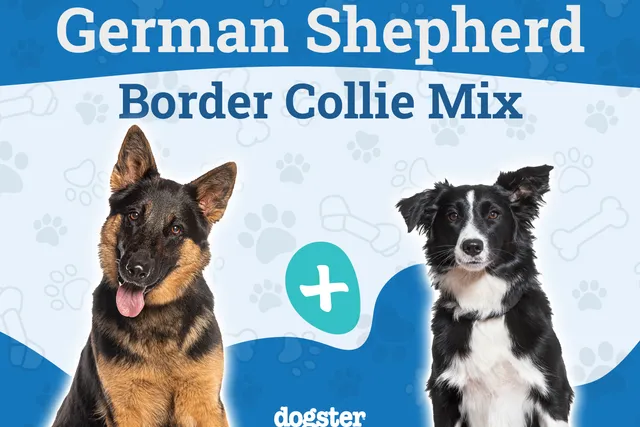 Miniature German Shepherd Dog Breed: Info, Pictures, Care & Facts