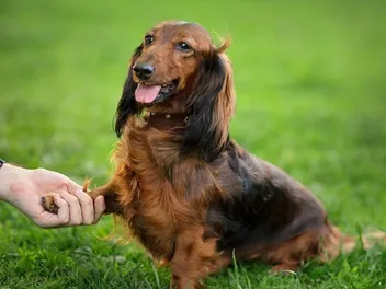10 Different Types of Dachshunds (With Info & Pictures)