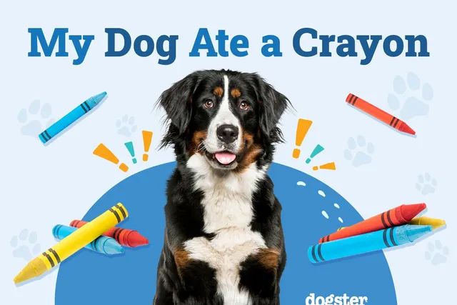 My Dog Ate a Crayon: Should I Be Worried? (Vet Answer)