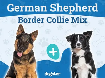 Miniature German Shepherd Dog Breed: Info, Pictures, Care & Facts