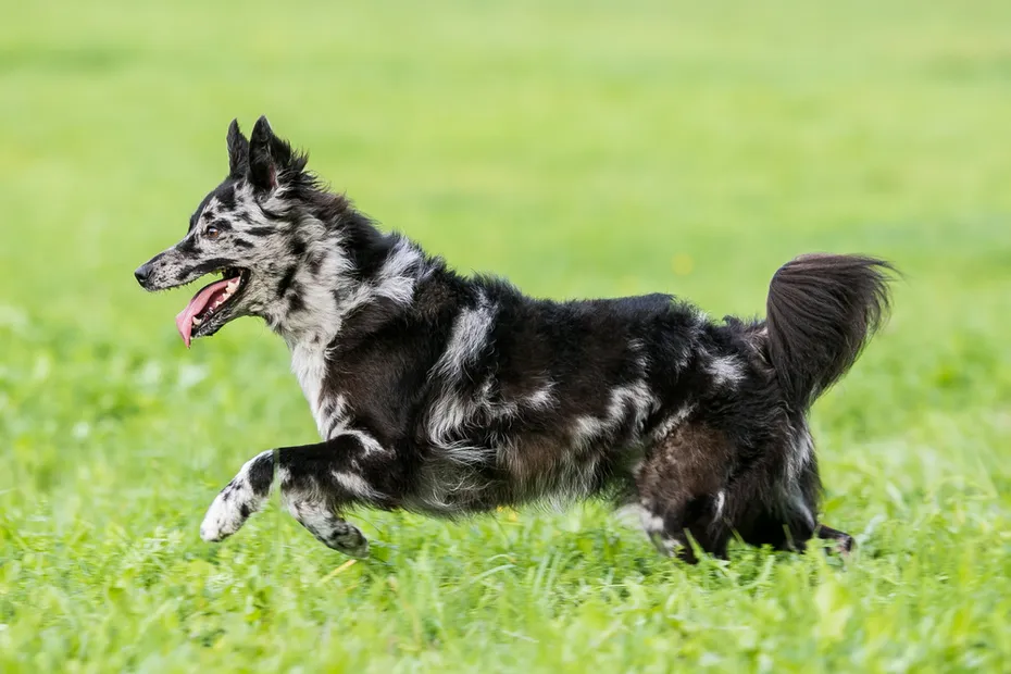 Merle mudi running on the green grass