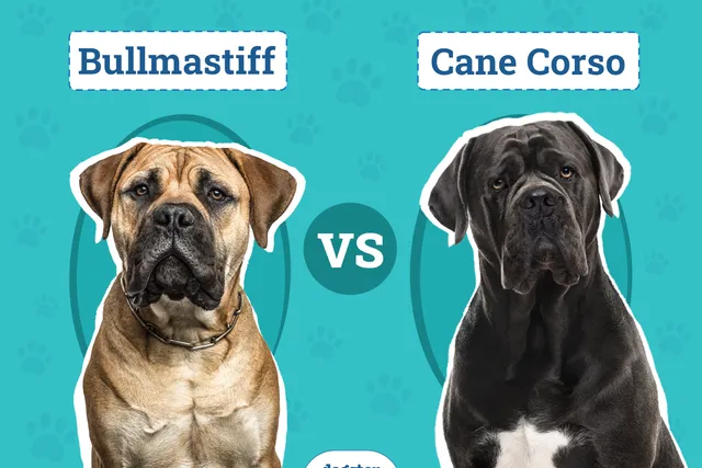Bullmastiff vs Cane Corso: Vet-Reviewed Key Differences (With Pictures)