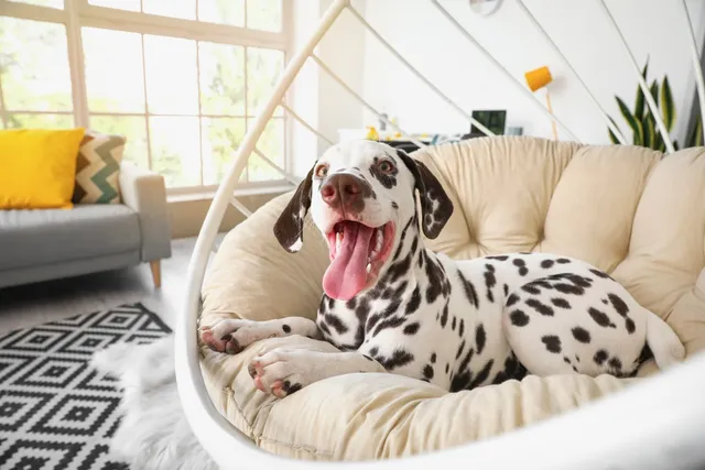 Is a Dalmatian a Good Apartment Dog? Vet-Reviewed Care Requirements & Training Tips