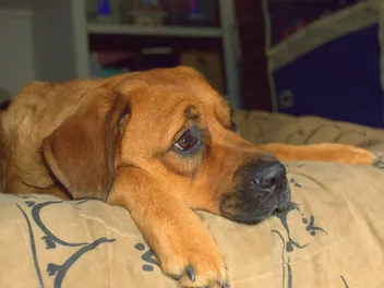 Saint Weiler (Saint Bernard & Rottweiler Mix) Dog Breed: Info, Pictures, Care & More