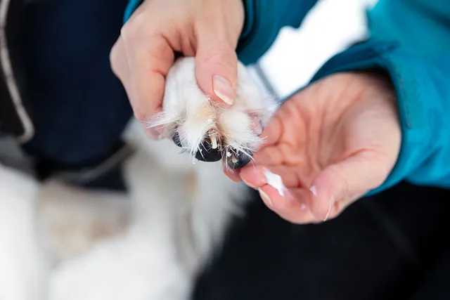 Can I Put Antibiotic Ointment on a Dog? Vet-Approved Facts & Guidelines