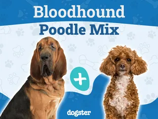 Bloodhound Poodle Mix Breed: Info, Pictures, Care & More