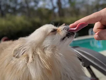 Why Is My Pomeranian Licking Me So Much: 8 Vet-Reviewed Reasons