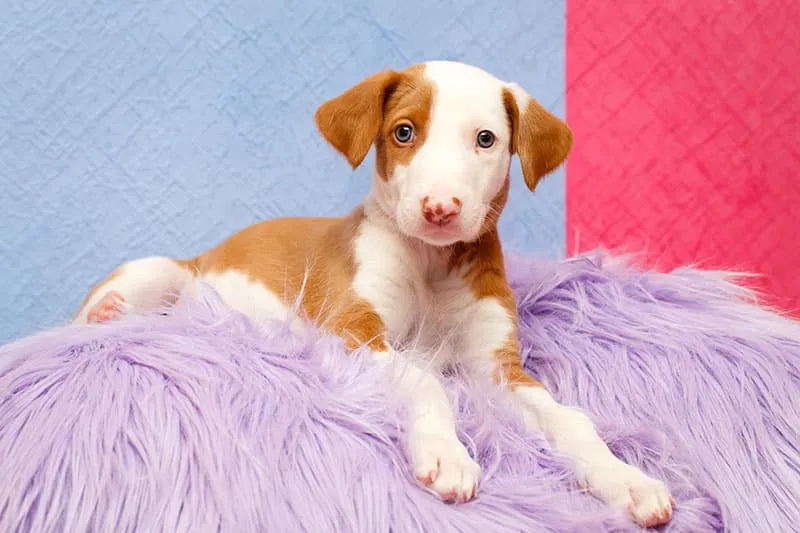 Ibizan Hound dog puppy