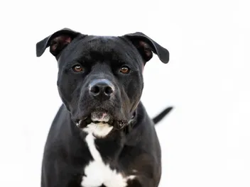Black Pitbull: Info, Pictures, Origin & History